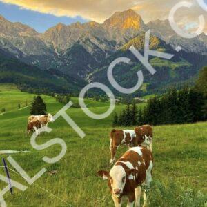 Beautiful View