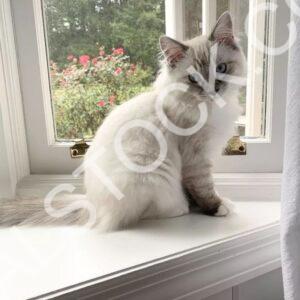 Cotton Ball