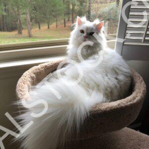 Fluff Nugget