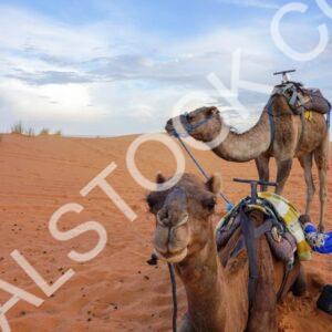 Camels