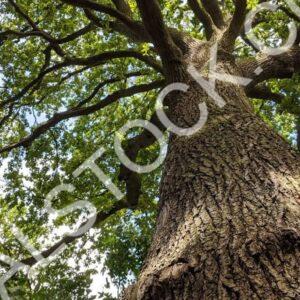 Dreams Of Roots