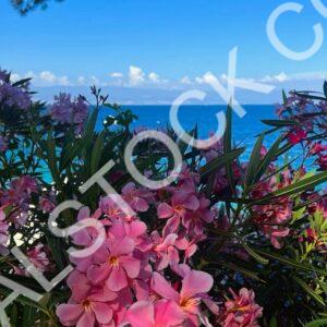 Garden Of Dreams