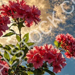 Kiss Of Spring