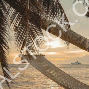 Palm Tree Paradise