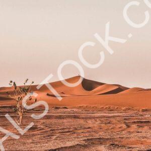 Ripping Sands