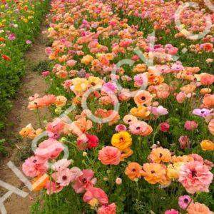 Soul In Bloom